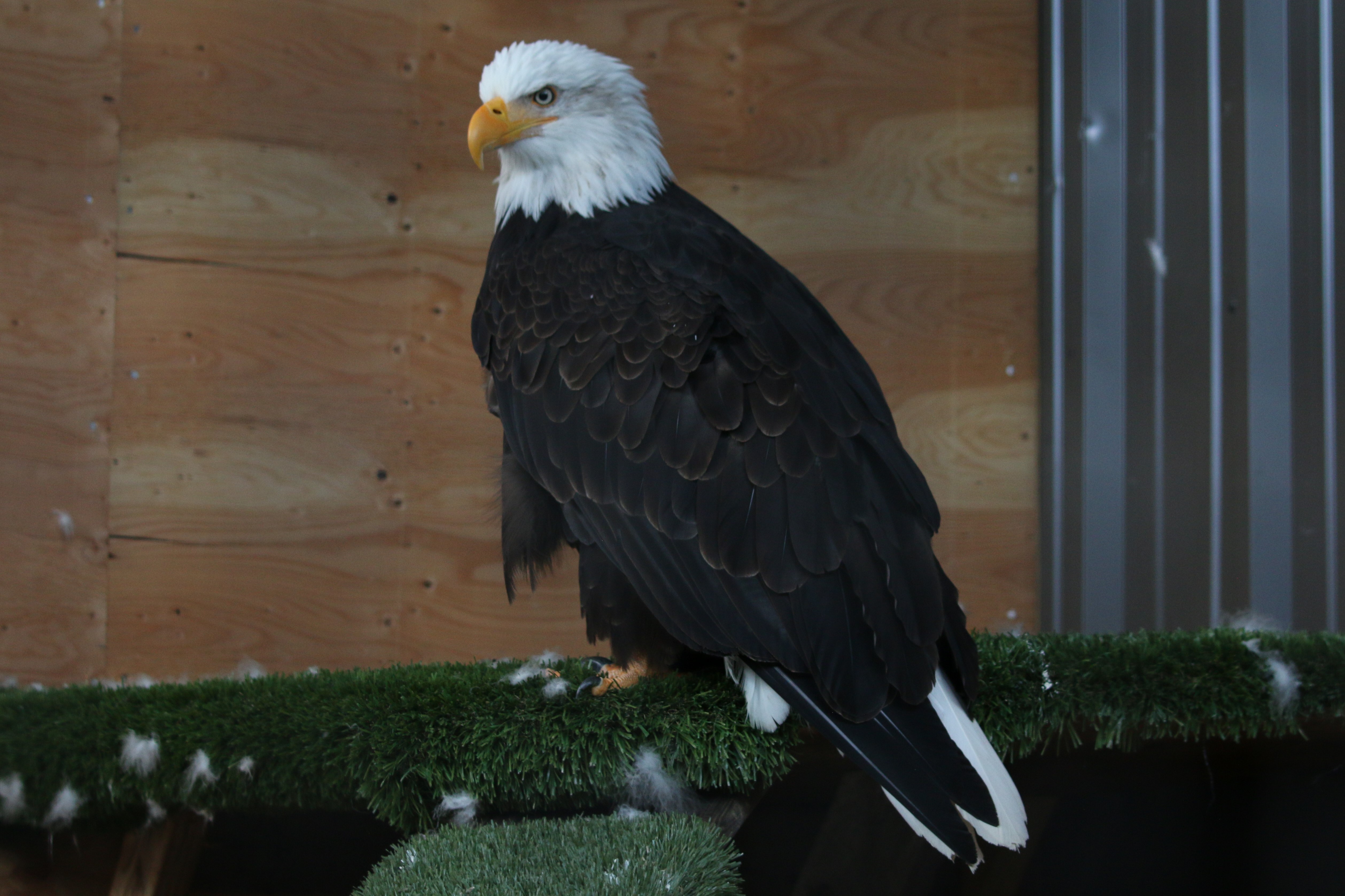 Alaska